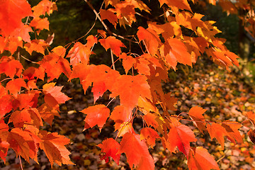 Image showing Full Frame Bunch Orange Autumn Maple Leaves Tree