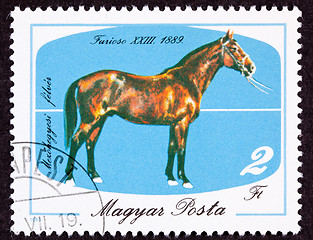 Image showing Canceled Hungary Postage Stamp Hungarian Horse Breeds Furioso Is