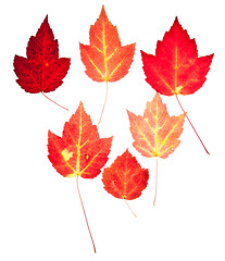 Image showing Red Maple Leaves Autumn Fall Isolated White