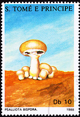 Image showing SÃ£o TomÃ© Postage Stamp Button Mushroom, Agaricus Bisporus Psal