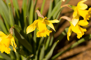 Image showing Yellow Daffodils Blooming in the Spring