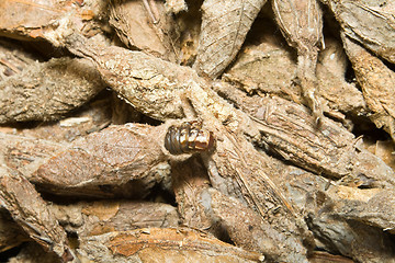 Image showing Full Frame Pile of Chinese Caterpillars in Cocoons, Shanghai, Ch