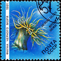 Image showing Canceled Soviet Russia Postage Stamp Snakelocks Anemone Anemonia