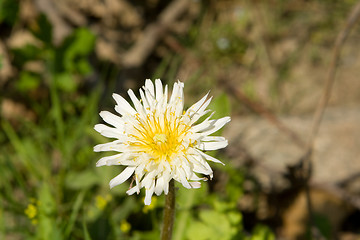 Image showing White Dandelion,Taraxacum albidum North East China