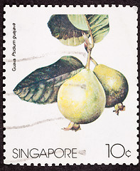 Image showing Stamp Guava Fruit, Psidium Guajava Isolated
