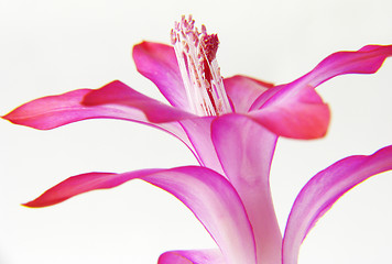 Image showing Zigocactus truncatus on white background