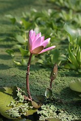 Image showing Waterlily flower