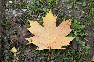 Image showing Autumn leaf