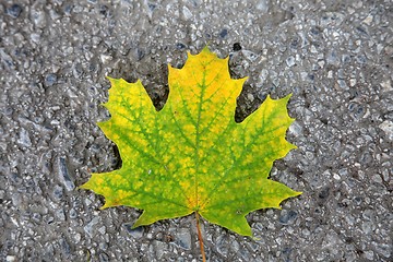 Image showing Autumn leaf