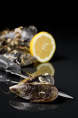 Image showing raw mussel food