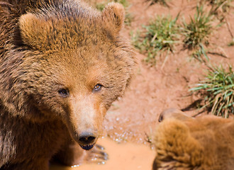 Image showing wildlife bear