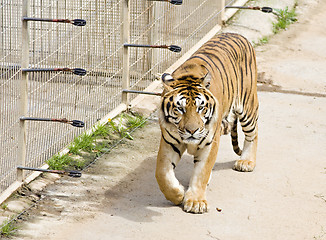 Image showing wildlife tiger in a zoo