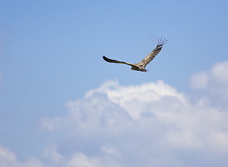 Image showing vulture bird flying