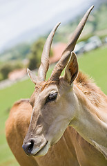 Image showing antelope in a zoo