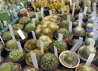 Image showing Greenhouse of succulents: Dolichothele decipiens, D. sphaerica, D. zephyranthoides, D, longimamma, D. baumii, D. camptotricha