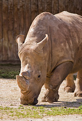 Image showing rhino portrait