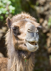 Image showing animal camel