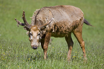 Image showing deer feeding