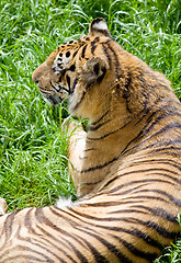 Image showing wildlife tiger