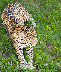 Image showing panther leopard