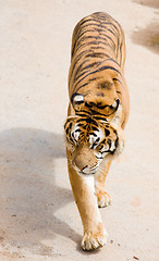 Image showing wildlife tiger