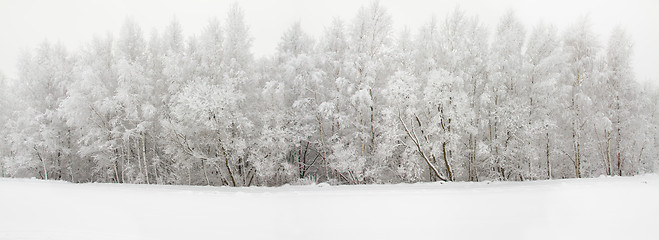 Image showing Winter wood