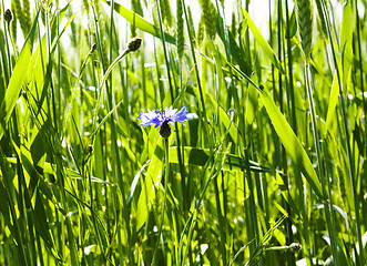 Image showing Dark blue cornflower