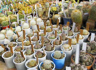 Image showing Greenhouse of succulents: Dolichothele  zephyranthoides, D, longimamma, D. baumii, Mamillaria fralleana, M. boolei, M. woburneus