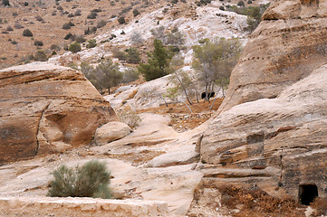 Image showing Sparse Vegetation in the Mountains of Petra