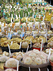Image showing Greenhouse of succulents