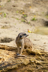 Image showing Meerkat