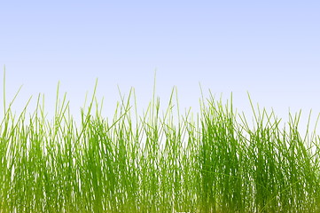 Image showing grass