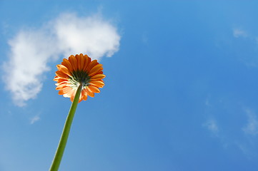 Image showing Gerbera daisy