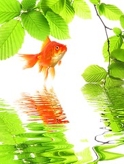 Image showing goldfish