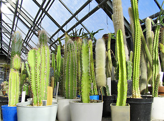 Image showing Greenhouse of succulents