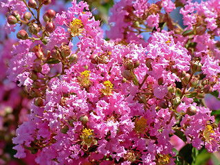 Image showing Pink flower