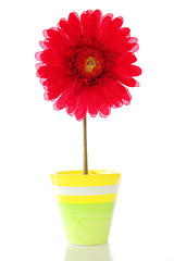 Image showing flower in pot