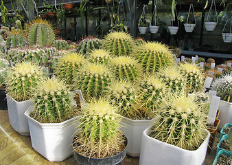 Image showing Greenhouse of succulents : Echinocactus