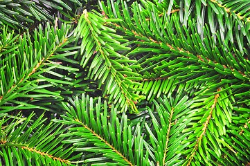 Image showing fresh green fir branch