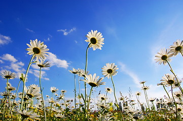 Image showing daisy flower in summer