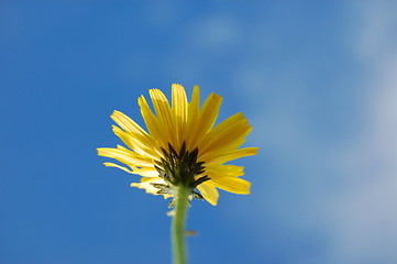 Image showing flower under blue summer sky