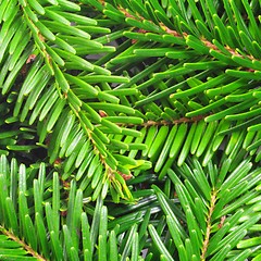 Image showing fresh green fir branch