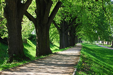 Image showing summer tree alley