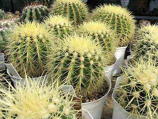 Image showing Greenhouse of succulents : Echinocactus