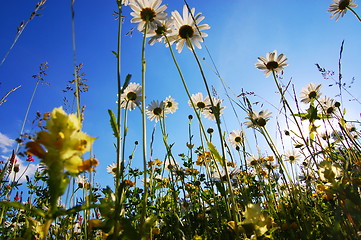 Image showing daisy flower from below with blue sky