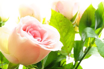 Image showing bright pink roses