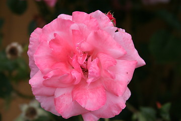 Image showing Isolated pink rose