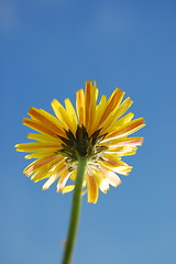 Image showing flower under blue summer sky