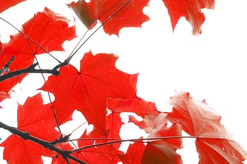 Image showing red fall leaves