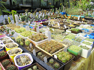 Image showing Greenhouse of succulents : Ferocactus acanthodes, F. echidne, F. glaucescens, F. wislizenii,